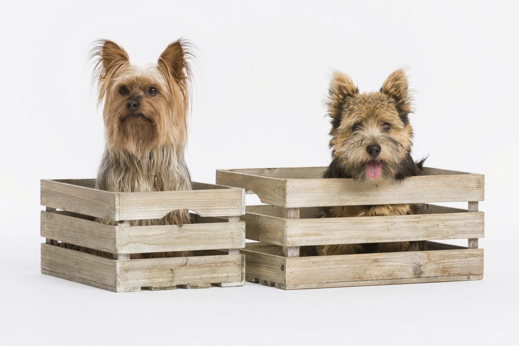 De honden van Familie Jaspers in houten kratjes op een witte achtergrond