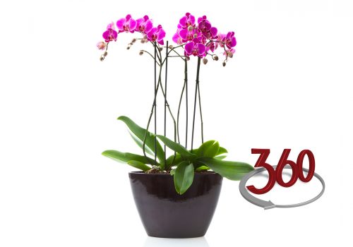 360 Graden productfotografie orchidee