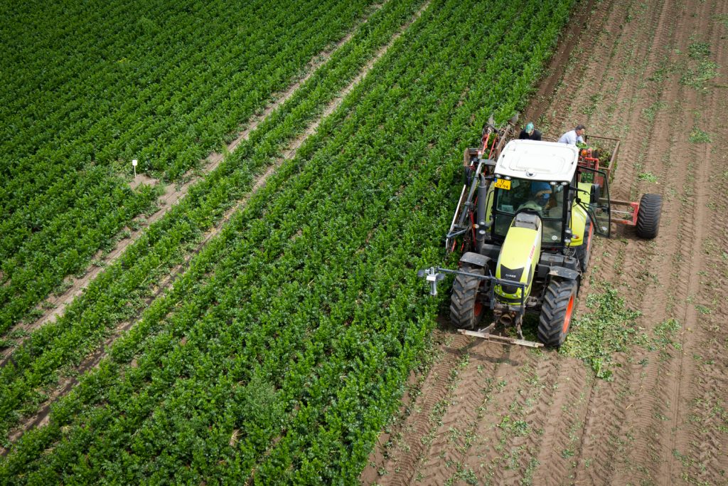 Hoogtefoto van het oogsten van de knolselderij met een traktor op het platteland