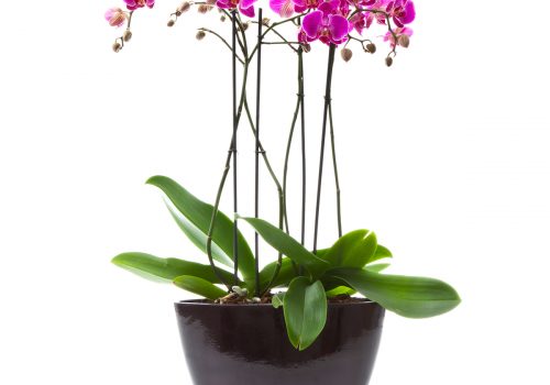 Productfotografie orchidee